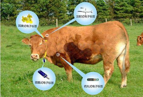 RFID畜牧管理图片