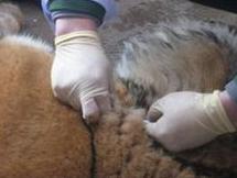 RFID肉牛养殖管理系统